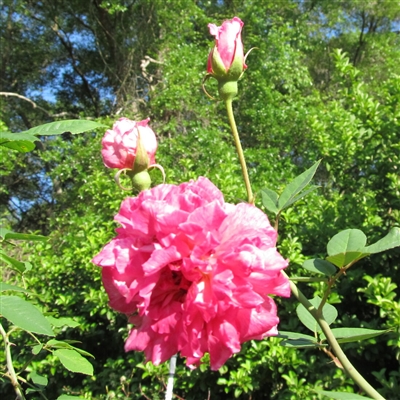 Deep pink Florence Bowers' Pink Tea rose plant