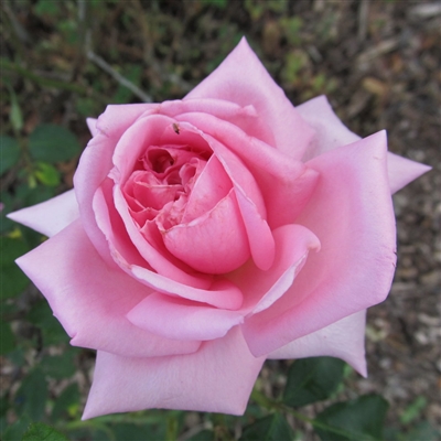 Pink Blend Mme Scipion Cochet rose plants