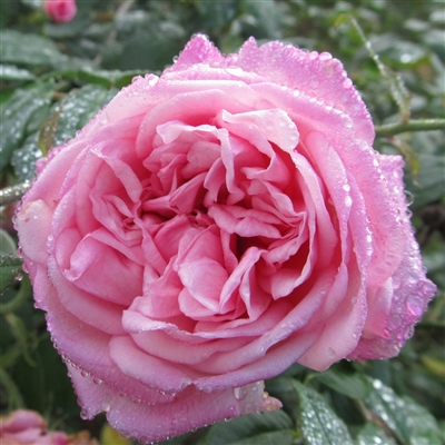 Medium Pink Mrs. B.R. Cant rose plants.